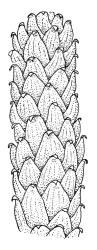 Cladomnion ericoides, portion of shoot, dry. Drawn from P. Child s.n., 5 Mar. 1972, CHR 422333, and D. Glenny s.n., 27 Nov. 1985, CHR 438494.
 Image: R.C. Wagstaff © Landcare Research 2018 